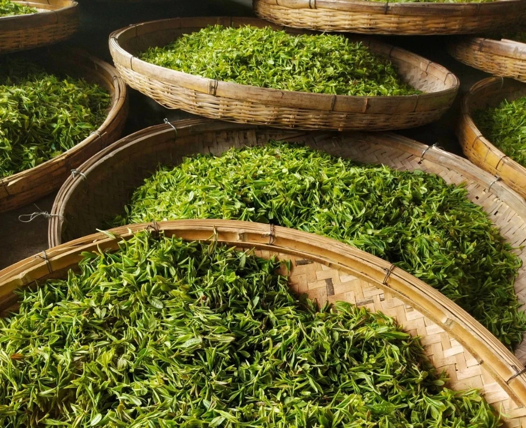 簡小葉說茶|嶗山綠茶：山海之間，一葉知春