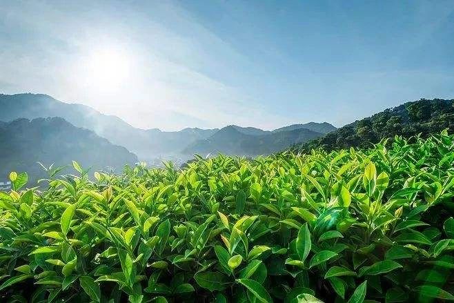 簡小葉說茶|尋味春之韻，品味一點紅