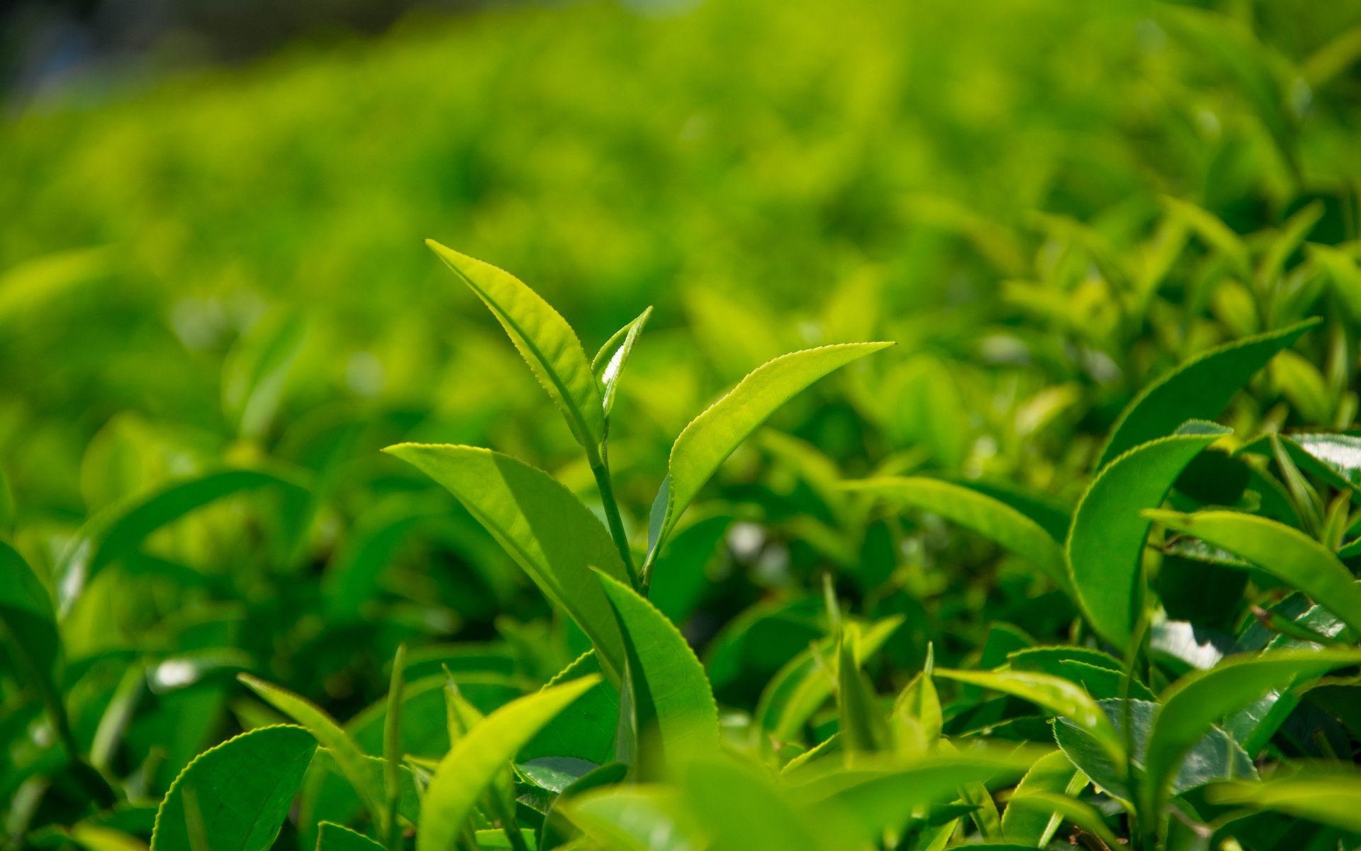 簡(jiǎn)小葉說(shuō)茶|綠茶真的會(huì)傷胃嗎？