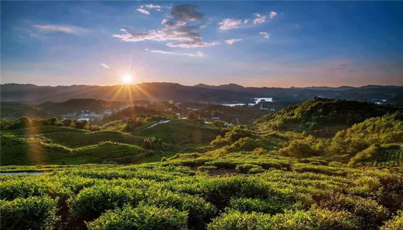 愛生活 愛簡(jiǎn)小葉｜全世界愛茶人的盛事，首個(gè)“國(guó)際茶日”。