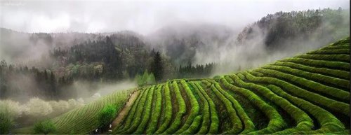 開卷有益|高山茶，有哪些優(yōu)點？